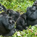 Can technology play a role in improving gorilla rescue and monitoring efforts?