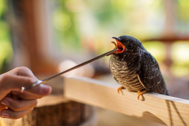 Which Tools and Supplies Are Essential for DIY Bird Rescue Efforts?