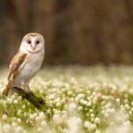 Can anyone become a volunteer in owl rescue missions, and if so, how?