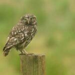 What are the signs that indicate an owl is in need of immediate rescue?